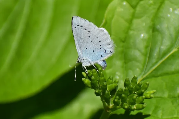 Holly Blue Butterfly