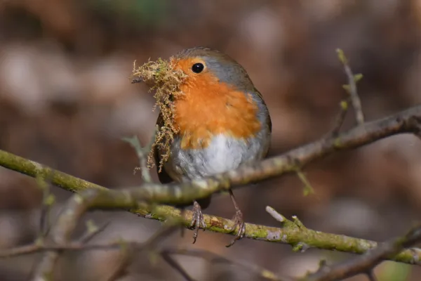 Robin