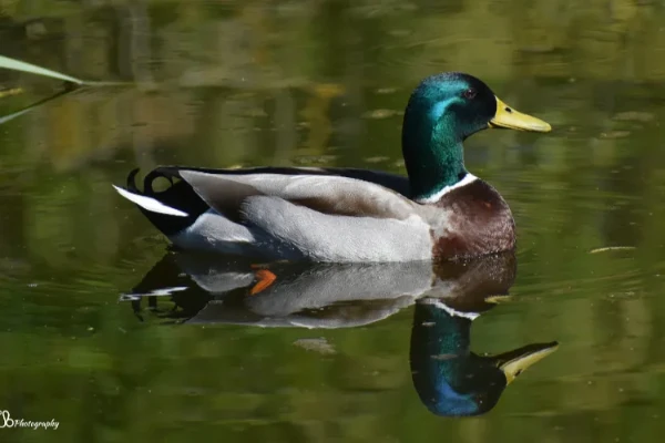 Mallard Photo
