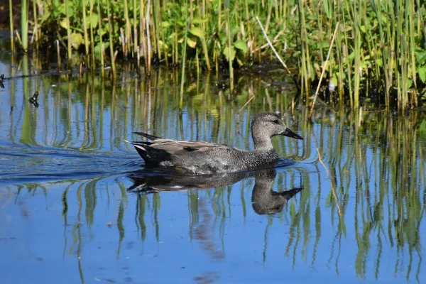 Male Gadwall